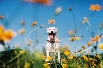 Este es Gluta, el perro más feliz del mundo
