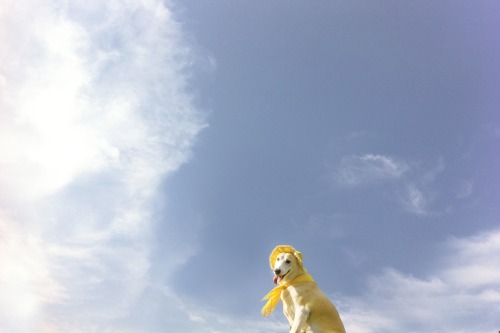 tumblr_n3i1454XUO1shnj8fo1_500