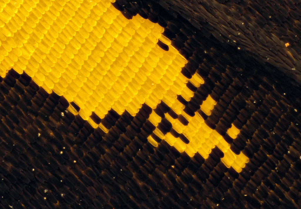 16177172113_59118566ec_b