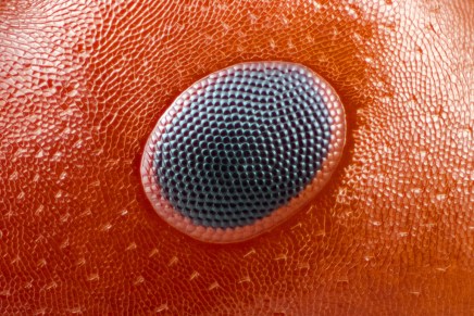 Insects unlocked: microfotografía digital de insectos y de dominio&nbsp;público