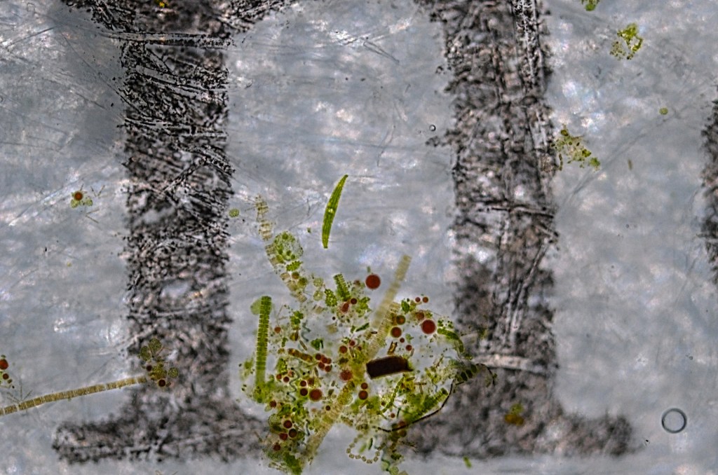 bios3-e1424186581587