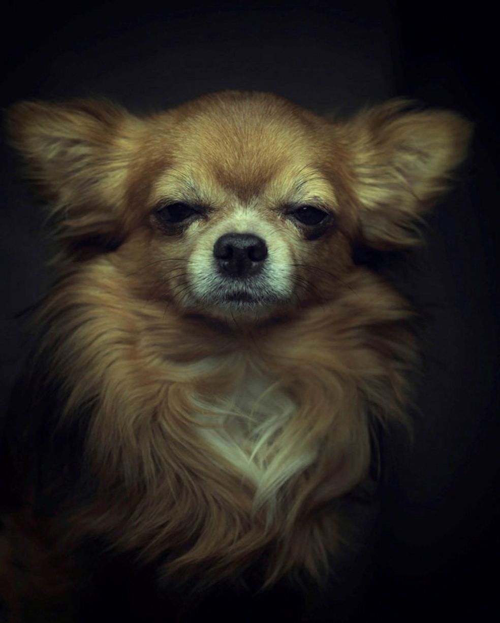 Expressive-Animal-Portraits-by-Vincent-Lagrange (1)