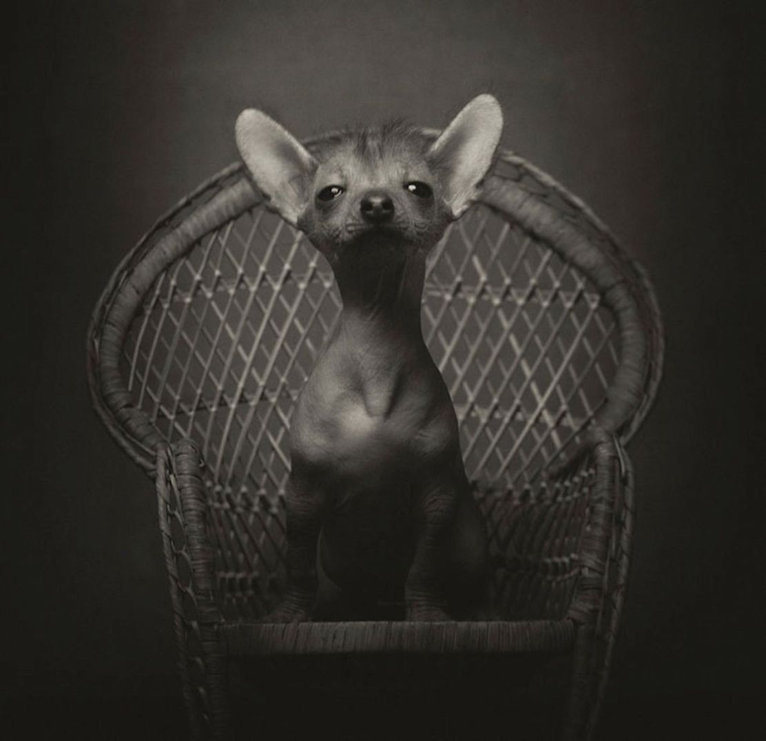 Expressive-Animal-Portraits-by-Vincent-Lagrange (10)