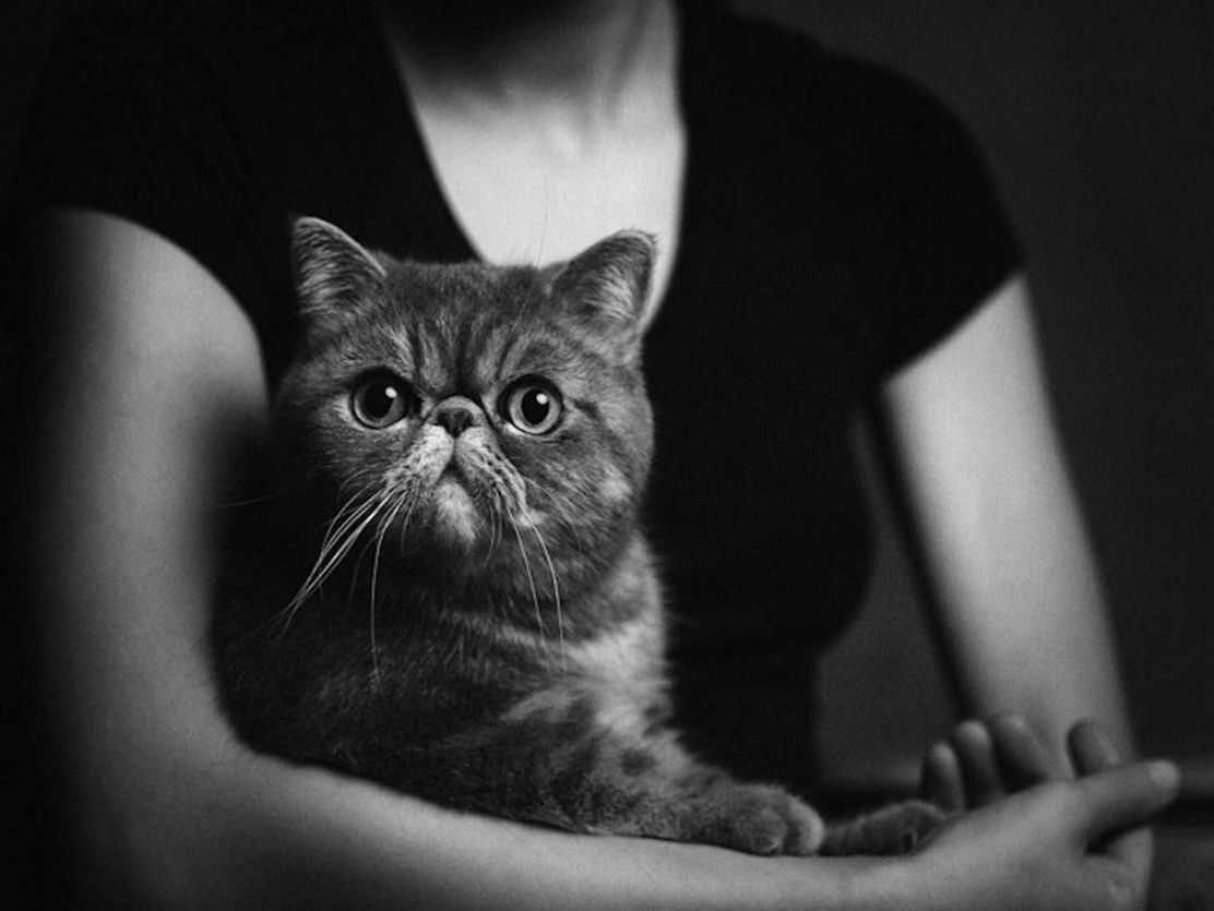 Expressive-Animal-Portraits-by-Vincent-Lagrange (11)