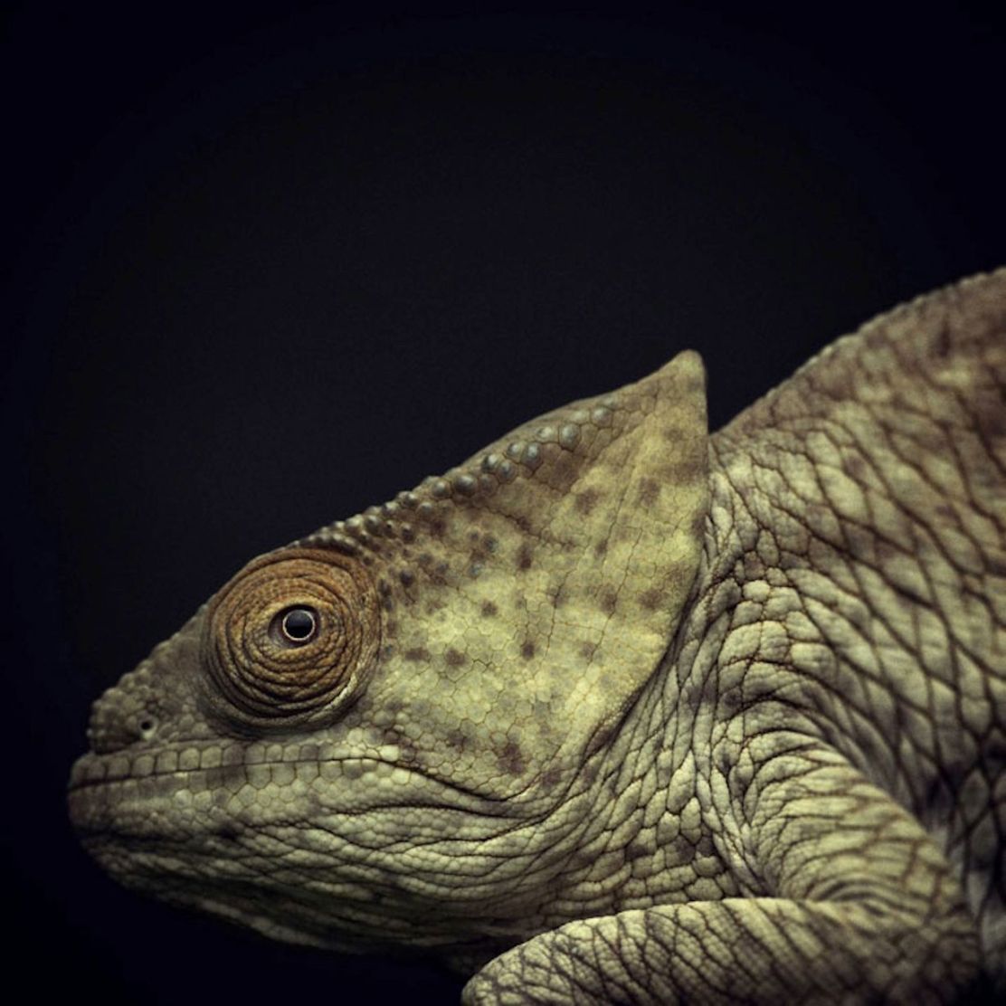 Expressive-Animal-Portraits-by-Vincent-Lagrange (16)