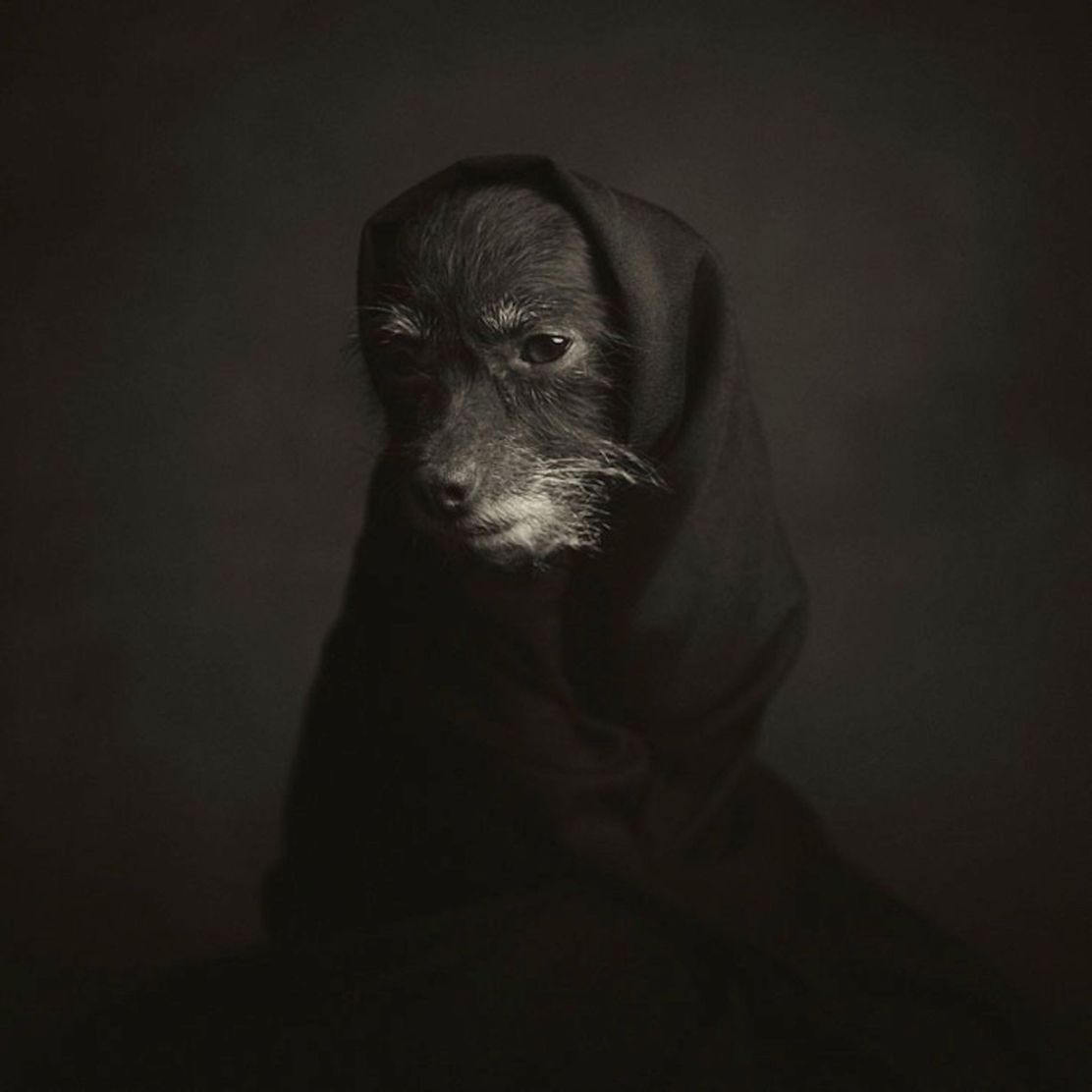 Expressive-Animal-Portraits-by-Vincent-Lagrange (4)