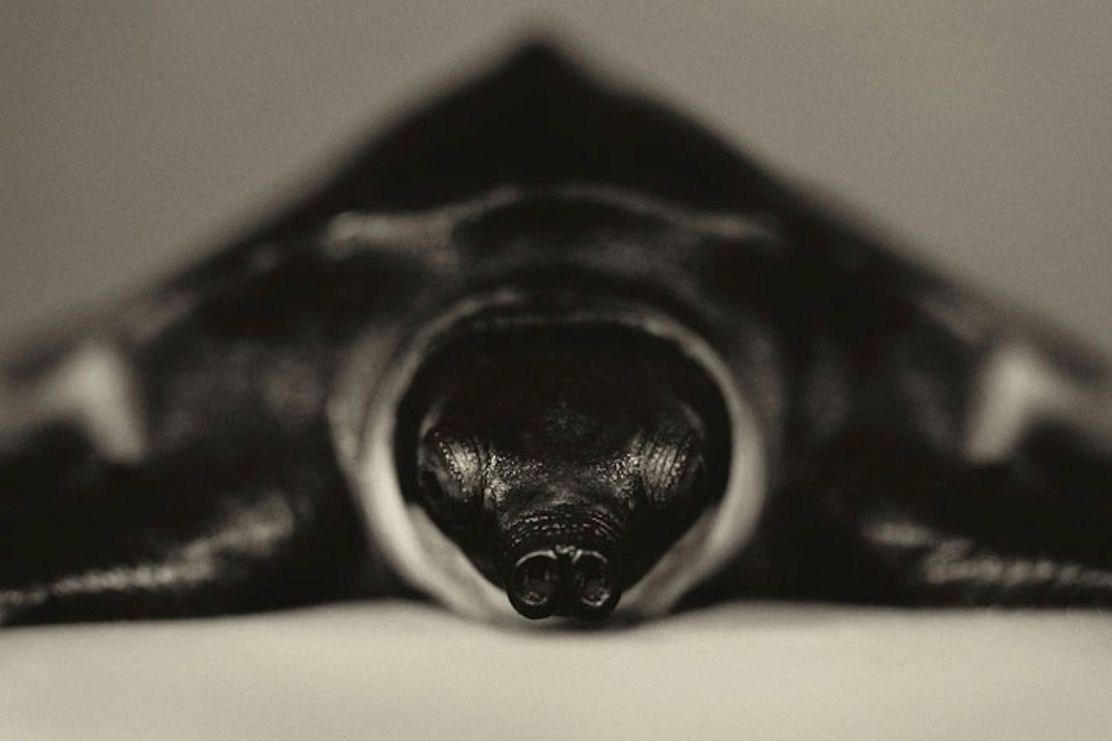 Expressive-Animal-Portraits-by-Vincent-Lagrange (9)