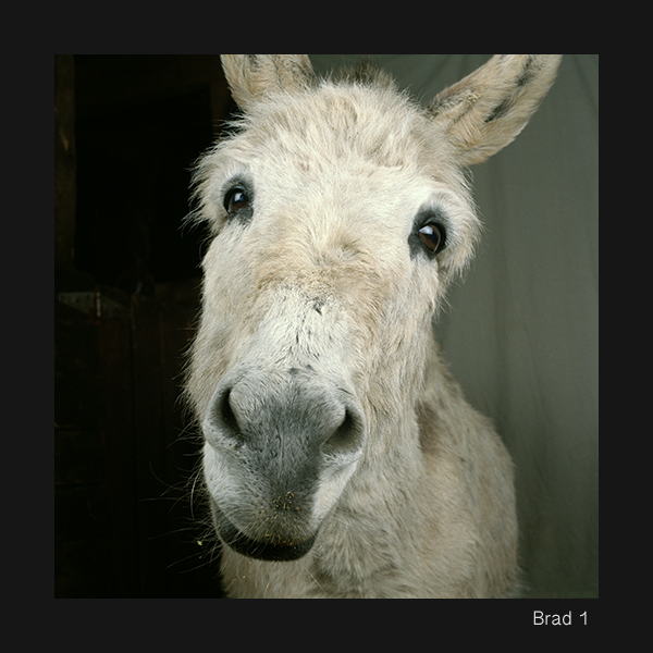 03+Brad+1+High+res+copy