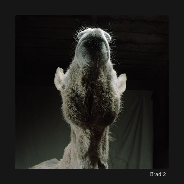 04+Brad+2+High+Res+copy