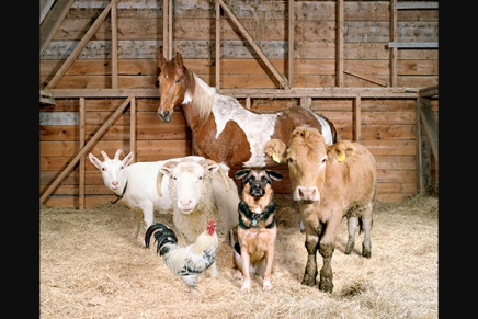 The Dog and Pony Show/ Rob MacInnis/ Moda y animales de granja