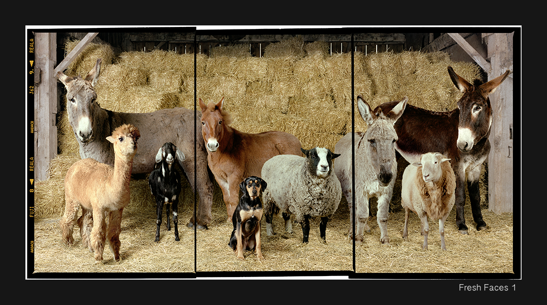 27+Fresh+Faces+1+copy