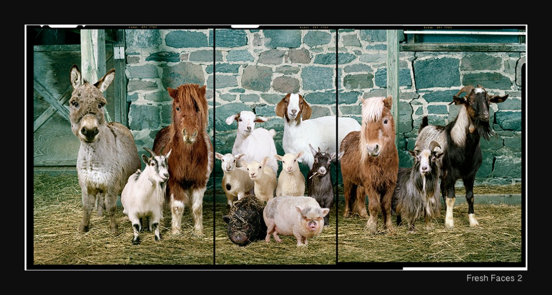 28+Fresh+Faces+2+copy